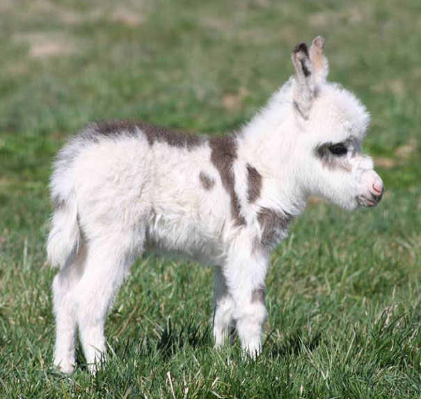 cute animal babies,baby donkey