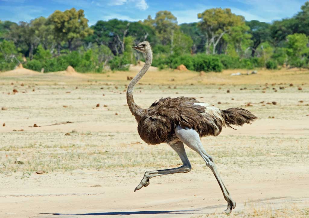 Ostrich is a species of a large flightless bird which is native to certain large regions of Africa. It is one of two living species of ostriches, the only living cousins of the genus Struthio in the ratite order of birds. The other living species is the Somali ostrich. The natural ostrich's diet consists largely of plant matter, though it further eats invertebrates. It stays in nomadic groups of about 5 to 50 birds. When threatened, the ostrich bird will either hide itself by lying low against the ground or even run away. If cornered, it can strike with a kick of its powerful legs. Mating patterns vary by geographical region, but the territorial males usually fight for a harem of two to seven females.